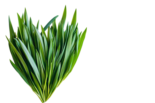 A vibrant arrangement of green grass leaves shaped like a heart, symbolizing nature's beauty.