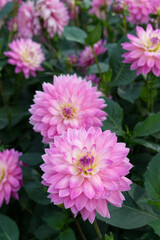 Obraz premium Pink decorative Dahlias between foliage