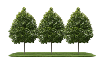 Three lush, green trees standing side by side on a grassy area, surrounded by natural beauty.