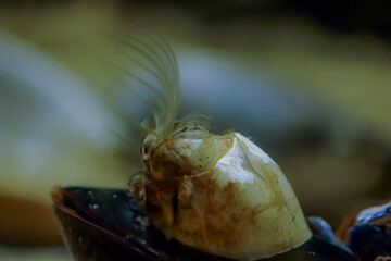 Close-up of a barnacle with extended cirri used for filter feeding, attached to a mussel shell in a...