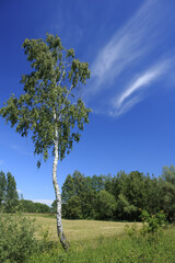 Lonely silver birch tree standing in a summer meadow under a deep blue sky with light clouds,...