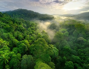 Sunrise Mist Shrouds Lush Tropical Rainforest Valley