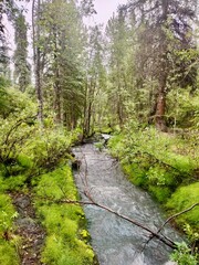 stream in the forest