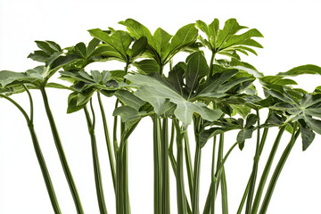 Obraz premium A vibrant arrangement of lush green papaya leaves against a bright background, showcasing their intricate textures and shapes.