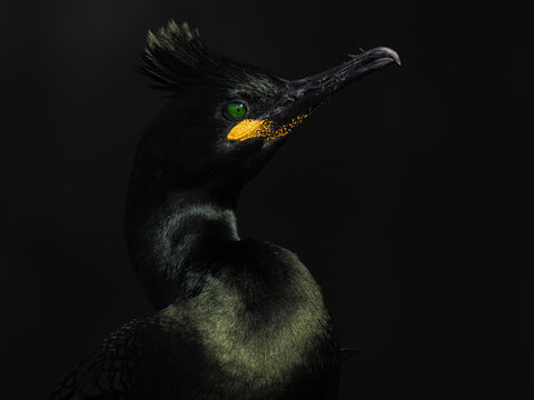 Striking close-up of a European Shag with iridescent green-black plumage, emerald eyes, and yellow throat patch.