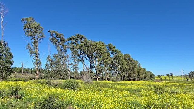 Panoramic view of a field covered with yellow flowers (Diplotaxis tenuifolia), eucalyptus trees and blue sky
