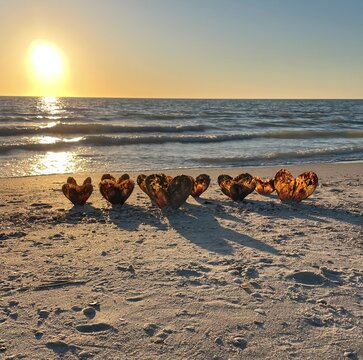Square photo of a beach at sunset. Many large sea shells have been opened and put in the sand to look like a heart shape. Represents travel, love, proposal, romance, or inspiration.