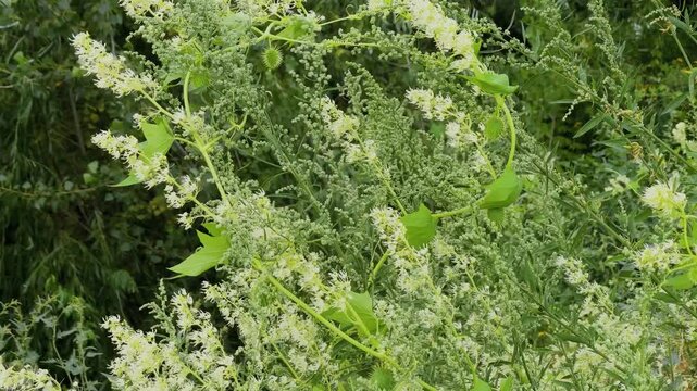 Beautiful green bush close up on a sunny day