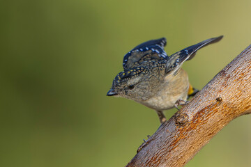 Spotted Pardalote