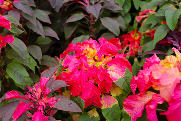 Fototapeta premium Beautiful amaranthus tricolor plant in the garden