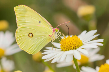 Naklejka premium A yellow butterfly is sitting on a white flower