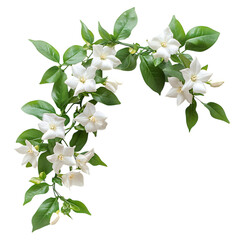 Blooming Jasmine Vine Flower Isolated on Transparent Background