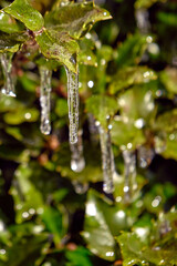 Tiny icicles on a holly bush

