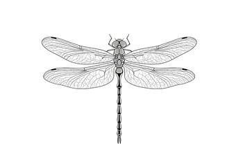 Detailed Dragonfly Drawing Insect Wings Nature Art Graphic Design Element