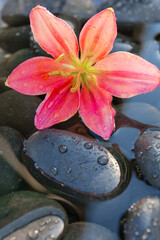 Pink lilie and black pebbles in streams of water.Floral wallpaper with water drops and streams.Spa and zen background. Pink Lily Flower on Black Pebbles with Water Droplets. © Yuliya