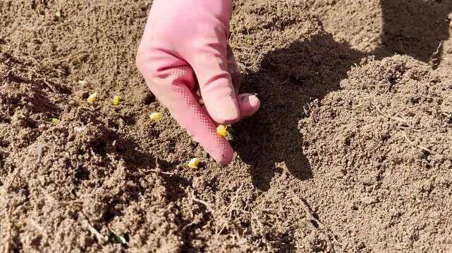A video of planting corn seeds. A close up view of a woman hands planting corn seeds into the soil.
