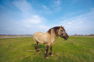 Obraz premium A light beige horse tied to a peg grazes in a green meadow.