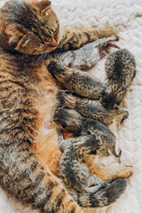 Mom cat and kittens in a beige bed. Cat feeds kittens.Baby kittens newborn and cat on beige blanket.Mother and children domestic cats.Scottish fold tabby cats. Pets. 