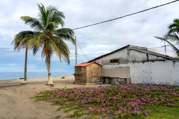 Coconut tree near flowers on a Colombian beach on the Caribbean coast