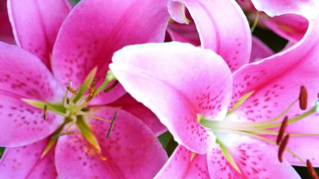 Lilies flower wallpaper.Lilis in pink and purple shades.Summer floral atmosphere. 4k footage