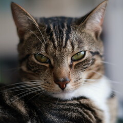 Cat, tabby cat, close-up, feline