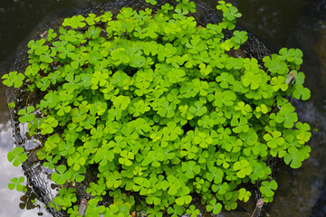Marsilea crenata water plant in pond. Beautiful green leaves
