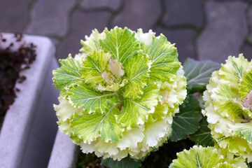 Cabbage ornamental in the flower garden