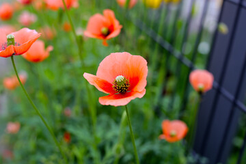 Orange poppy flowers blooming with green stems