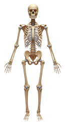 Detailed Human Skeleton Model Standing With Visible Joints In A Transparent Background