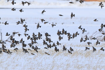 Fototapeta premium The brambling (Fringilla montifringilla) is a small passerine bird in the finch family Fringillidae. This photo was taken in Japan.