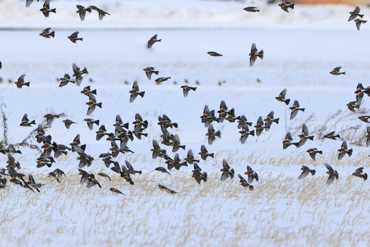 The brambling (Fringilla montifringilla) is a small passerine bird in the finch family Fringillidae. This photo was taken in Japan.