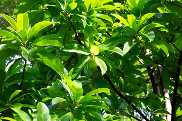 Obraz premium Dillenia indica, commonly known as elephant apple