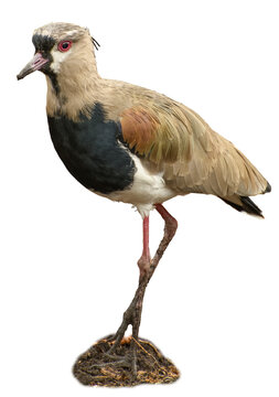 Vanellus chilensis, southern lapwing walking on transparent background.
