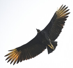 Coragyps atratus  magestic black vulture soaring through the sky with its wings fully extended,...
