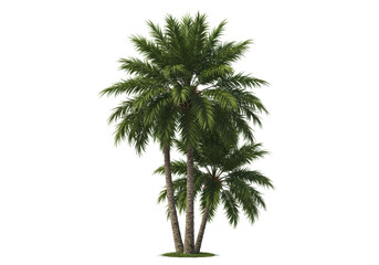 Obraz premium Tropical Palm Tree Cluster With Vibrant Green Fronds