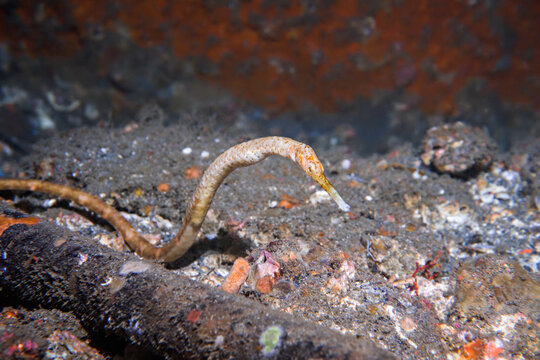 Greater pipefish