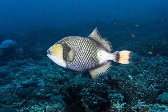 titan triggerfish 