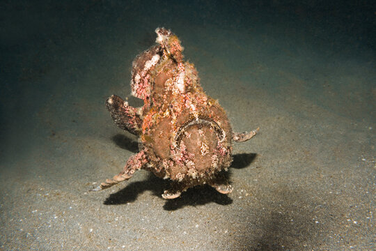 Giant frogfish
