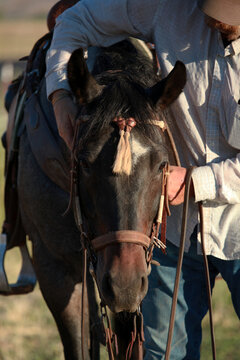 horse being bridled