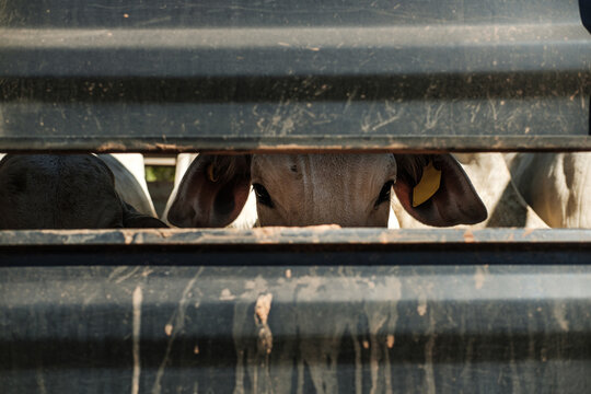 cow looking at camera inside a corral