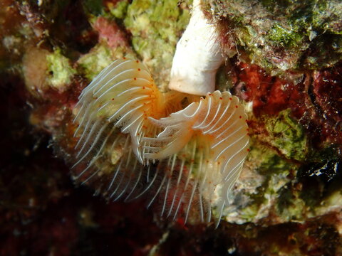 tubeworm close up macro shot tube worm underwater