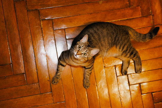Top view  cat on floor in house.
