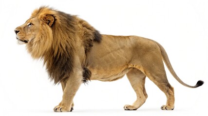 Obraz premium ethiopian lion isolated on white background