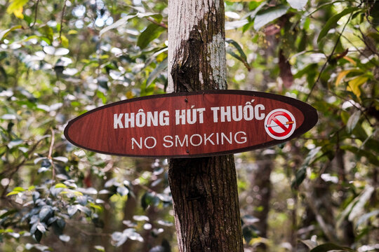  No Smoking Sign on a Tree