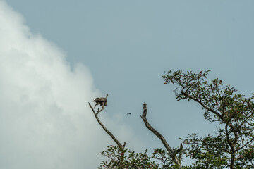 Hawks caught on dry trees