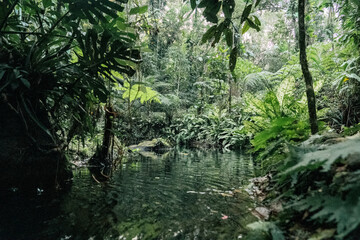 Lush Jungle Stream in Dense Vegetation