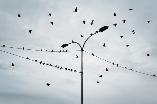 Birds on a Wire