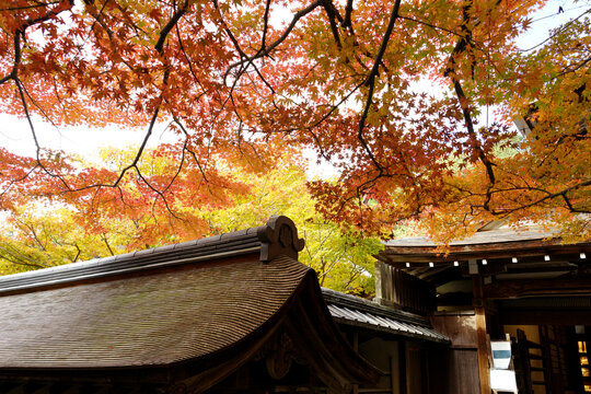 Fototapeta Closeup of red maple leaves in autumn in Japan in the park
