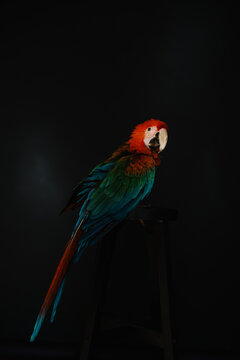 Colorful macaw