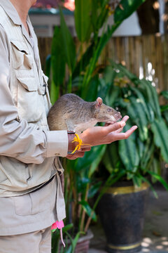 HeroRat Landmine Detection